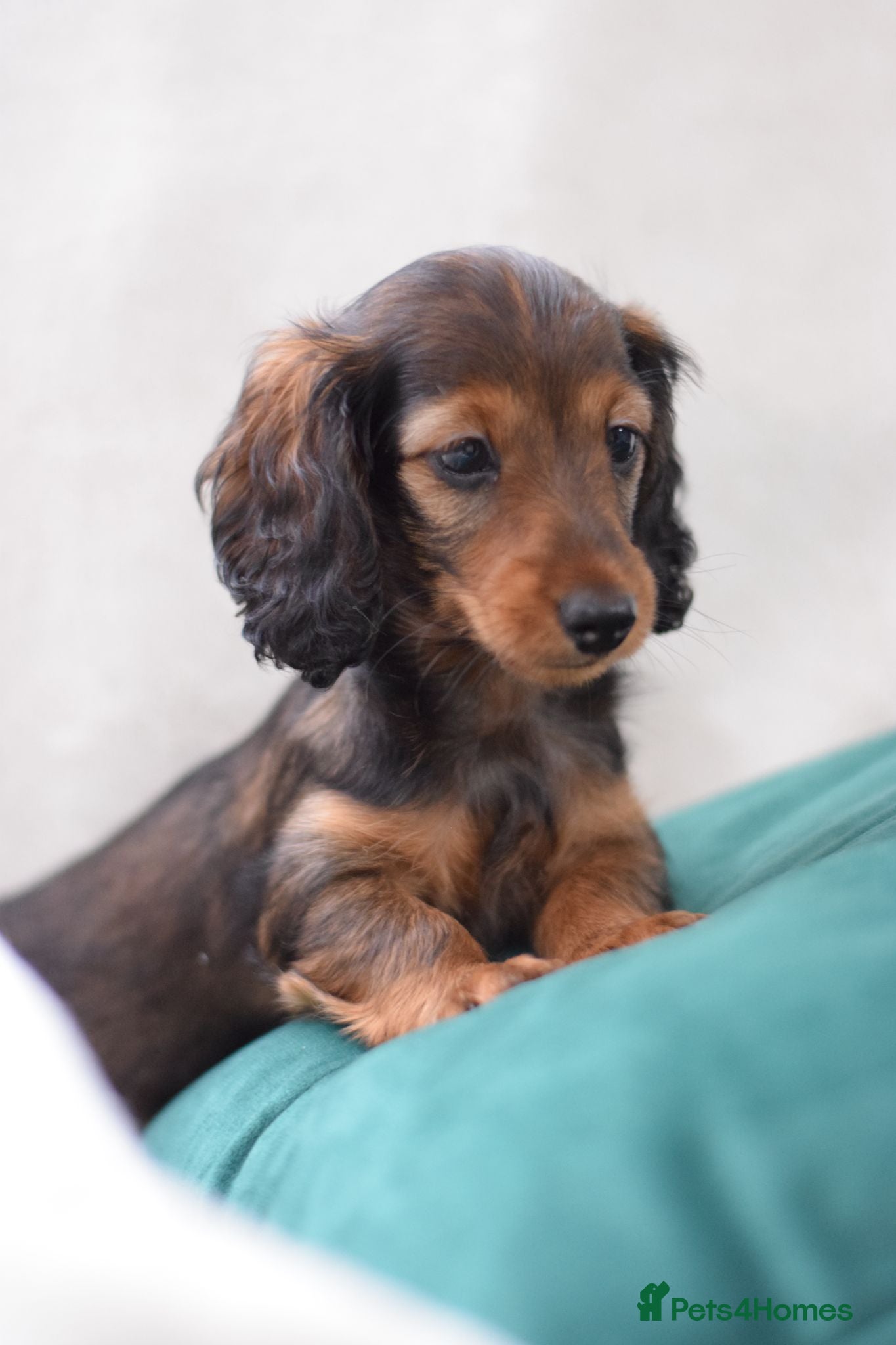 Miniature Dachshund dogs Longhaired Miniature Dachshund - Advert 1