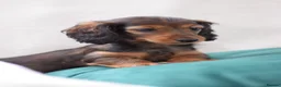 Miniature Dachshund dogs for sale: Longhaired Miniature Dachshund - Advert 1