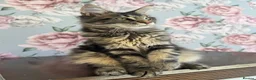 Maine Coon cats for sale: TICA Maine Coon Kittens - Advert 13