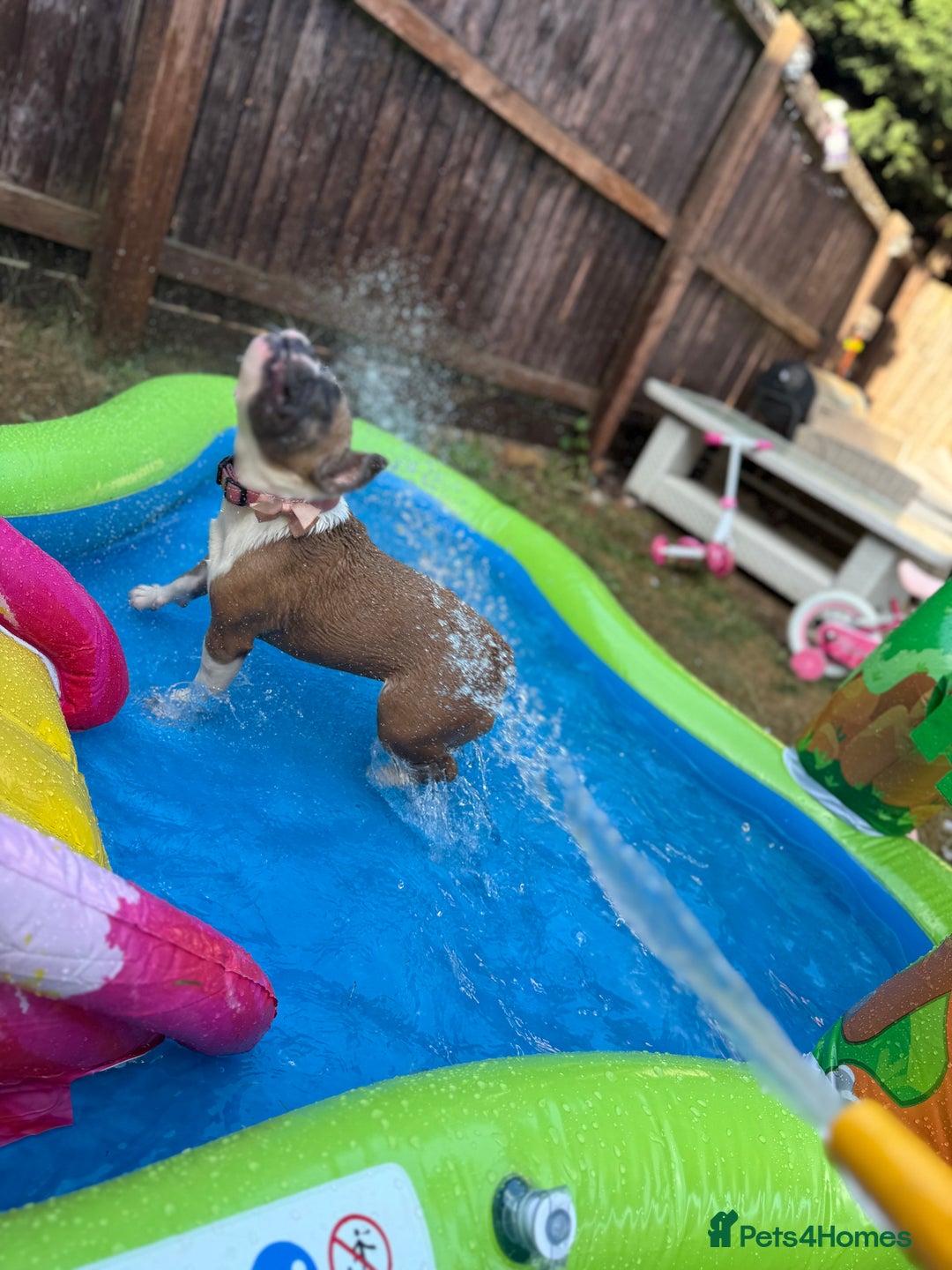 French Bulldog dogs for sale: French bulldog to rehome - Image 3