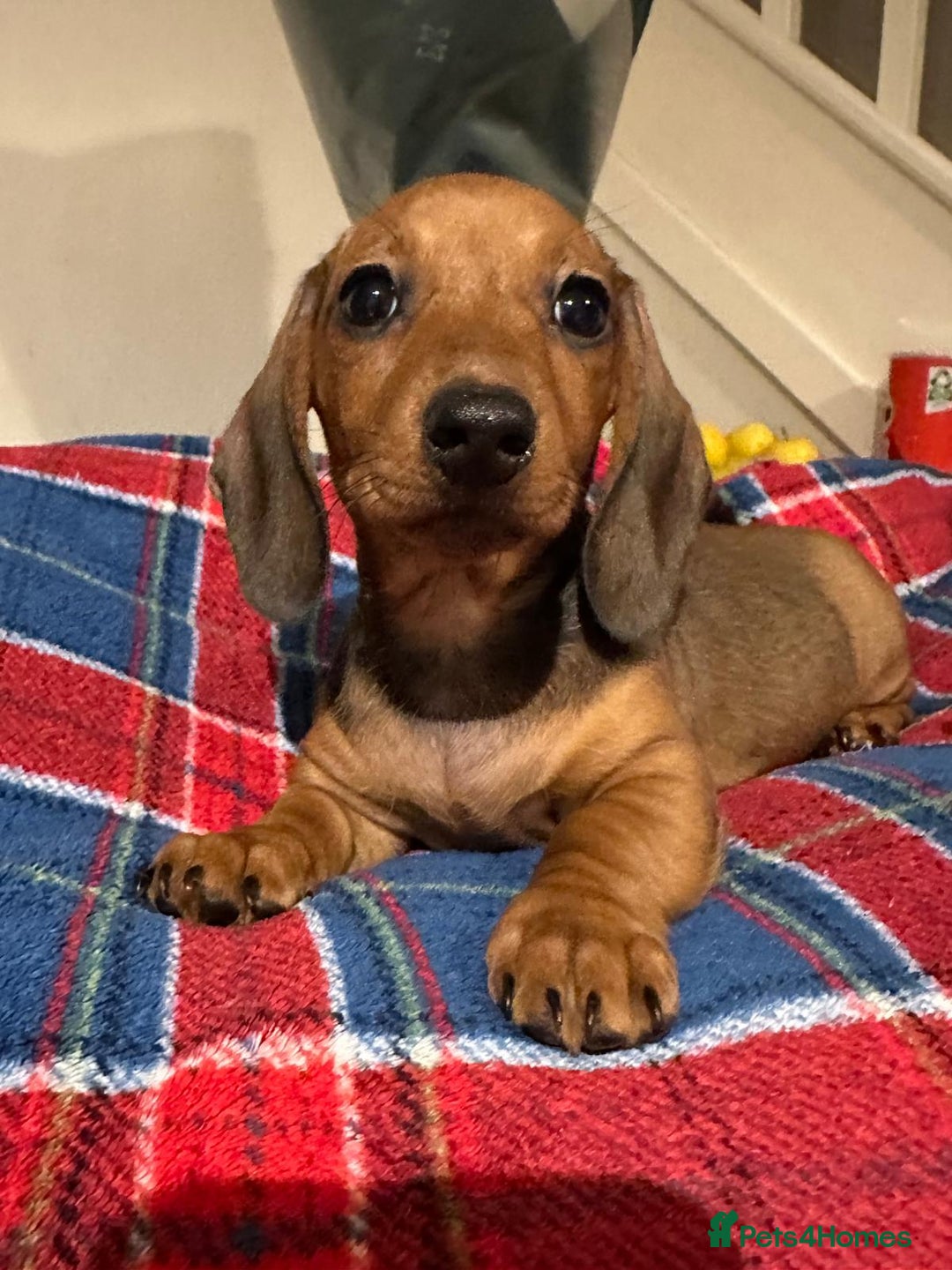 Miniature Dachshund dogs for sale: KC registered  PRA clear girls READY TO LEAVE  - Advert 3
