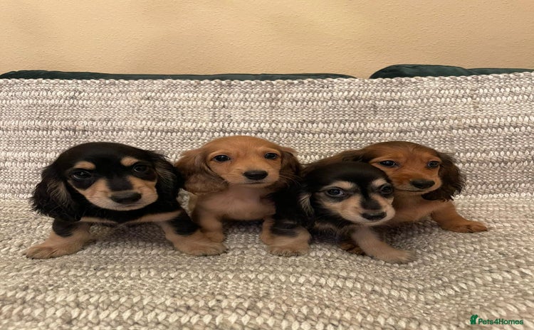 Miniature Dachshund dogs - Advert 1