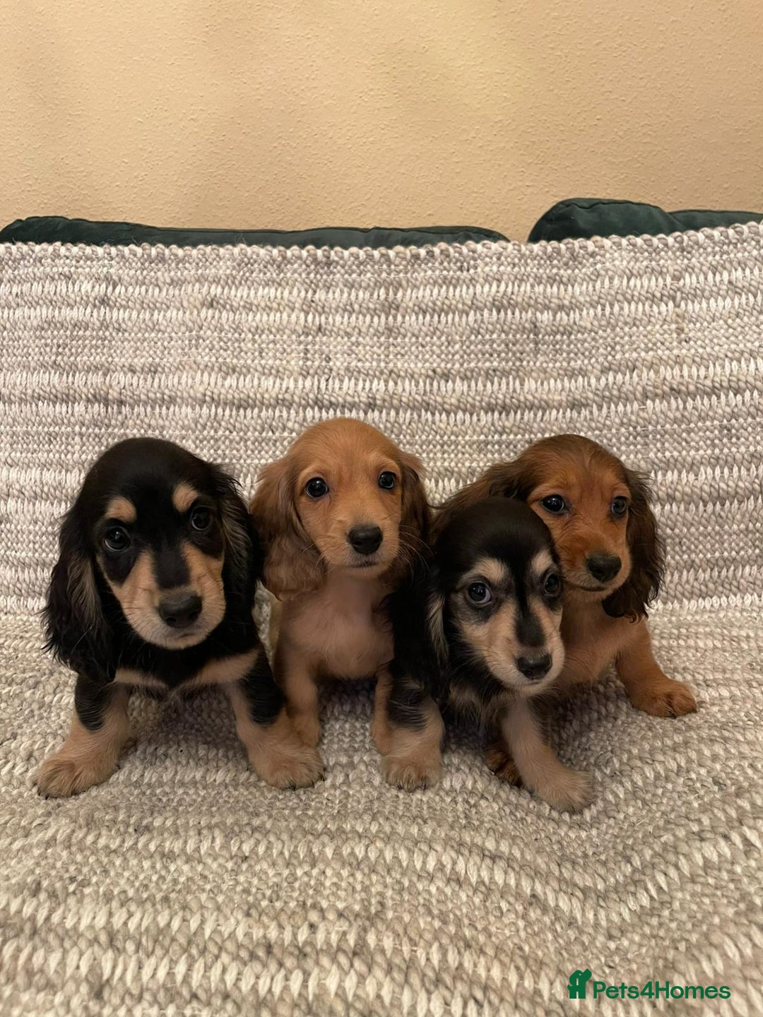 Miniature Dachshund dogs for sale: Beautiful Miniature Long-Haired Dachshund Puppies - Image 1