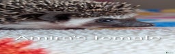 Pygmy Hedgehog rodents for sale: Beautiful Baby Hoglets/Ready Now - Advert 1