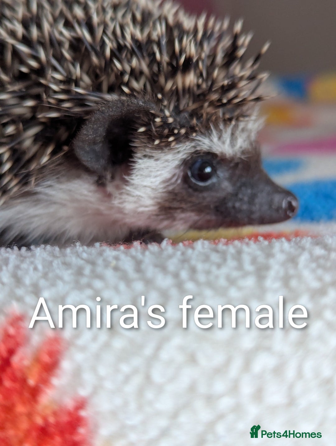 Pygmy Hedgehog rodents for sale: Beautiful Baby Hoglets/Ready Now - Advert 1