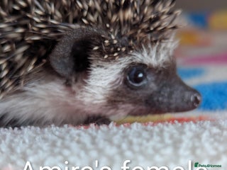Pygmy Hedgehog rodents Beautiful Baby Hoglets/Ready Now - Advert 1