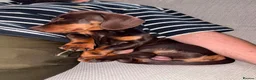 Miniature Dachshund dogs for sale: Loving Home Needed for Our 7-Month-Old Puppy  - Advert 4