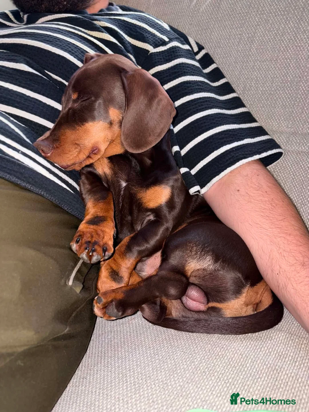 Miniature Dachshund dogs for sale: Loving Home Needed for Our 7-Month-Old Puppy  - Advert 4