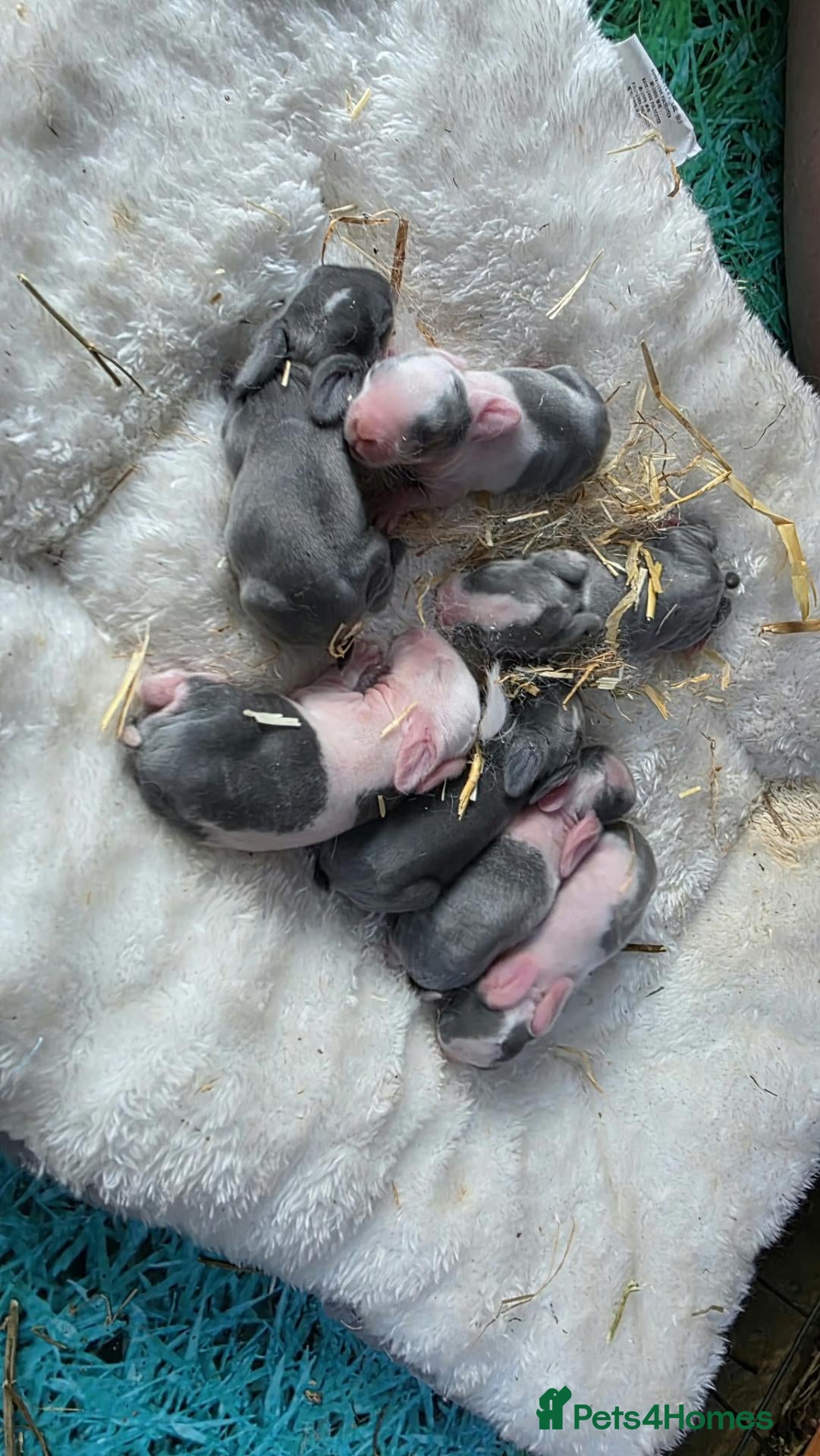 Mixed Breed rabbits Beautiful Litter Of Lop Earred Bunnies  - Advert 3