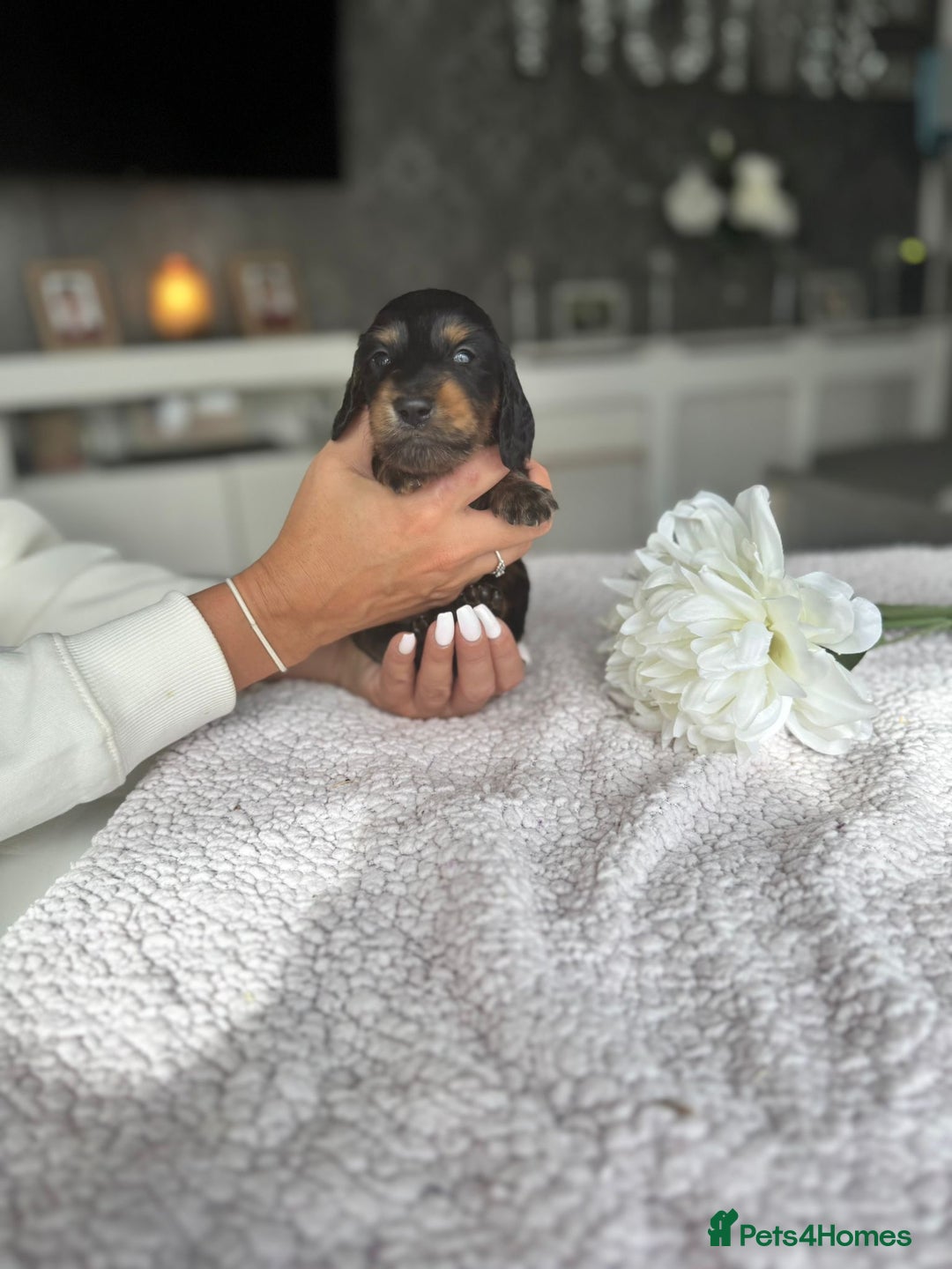 Miniature Dachshund dogs for sale: Miniature long-haired dachshunds - Image 22