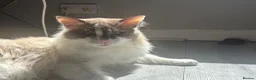 Ragdoll cats for sale: ** READY TO LEAVE ** Ragdoll X kittens  - Advert 5