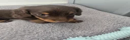 Miniature Dachshund dogs for sale: Miniature Dachshund Puppies - Advert 8