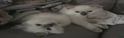 Ragdoll cats for sale: Beautiful Ragdoll Kittens available now - Advert 17