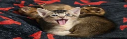 Abyssinian cats for sale: Stunning Kittens – Not to Miss - Advert 2