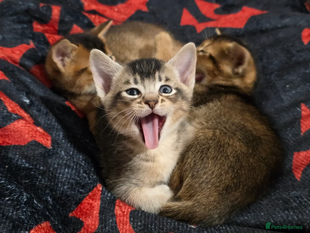 Abyssinian cats for sale: Stunning Kittens – Not to Miss - Advert 2