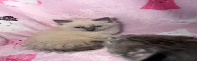 Fluffy ragdoll female 