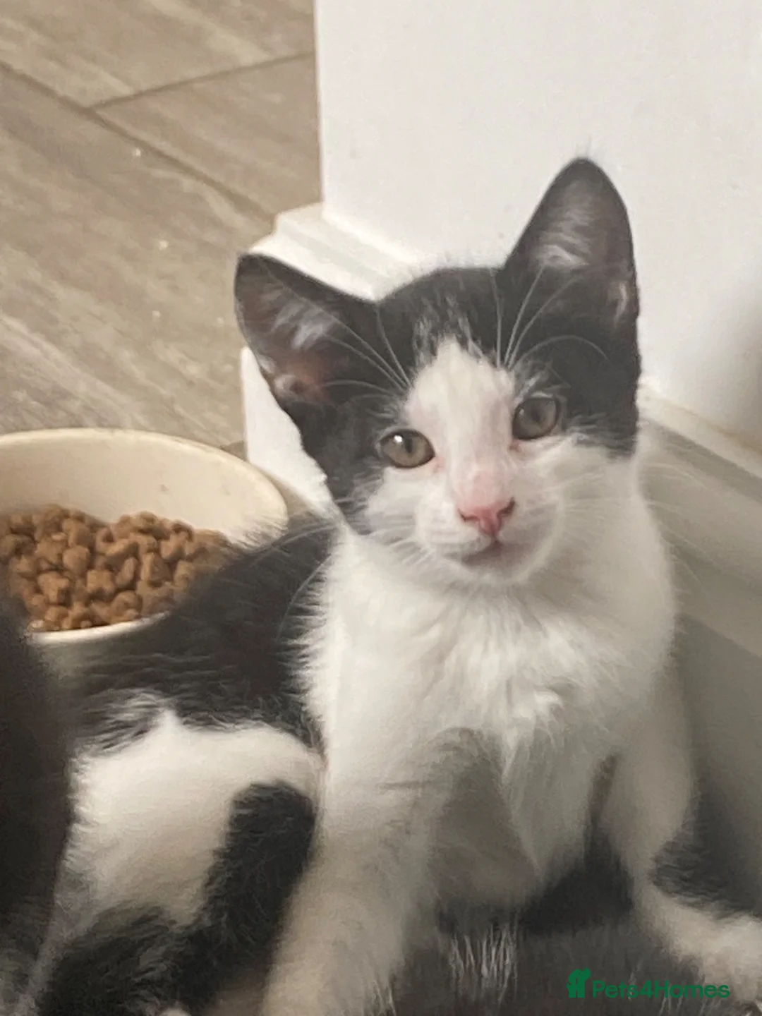 British Shorthair cats for sale: Beautiful kittens ready now - Advert 2