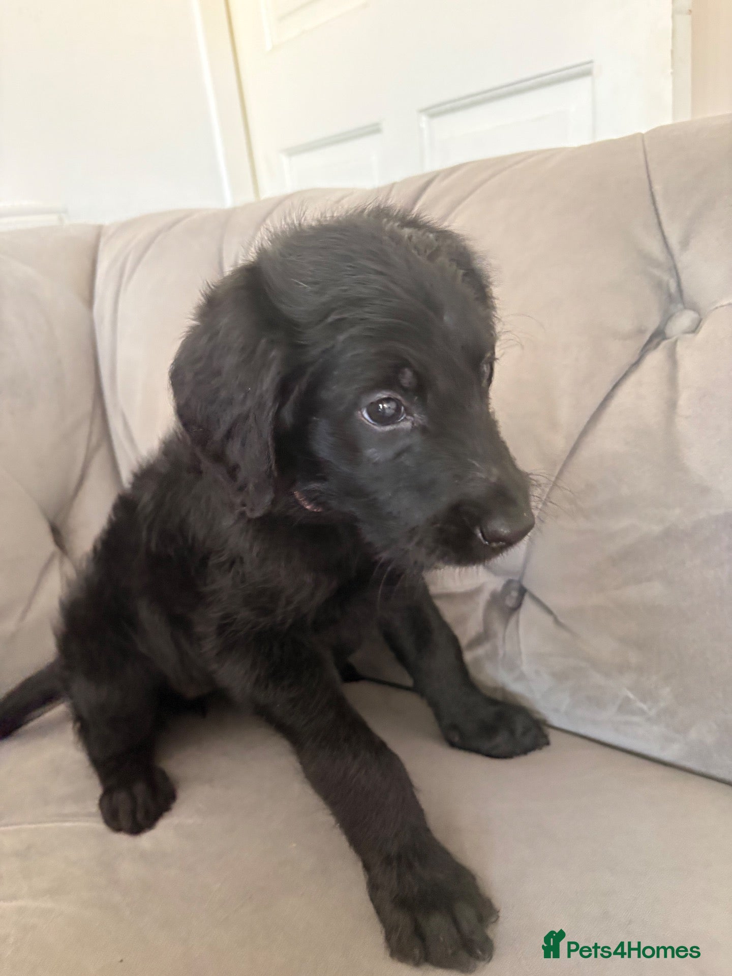 Labradoodle dogs Labradoodles available now !! - Advert 1