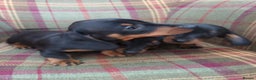 Miniature Dachshund dogs for sale: Black and Tan Miniature Dachshund Puppies 3 Boys - Advert 8