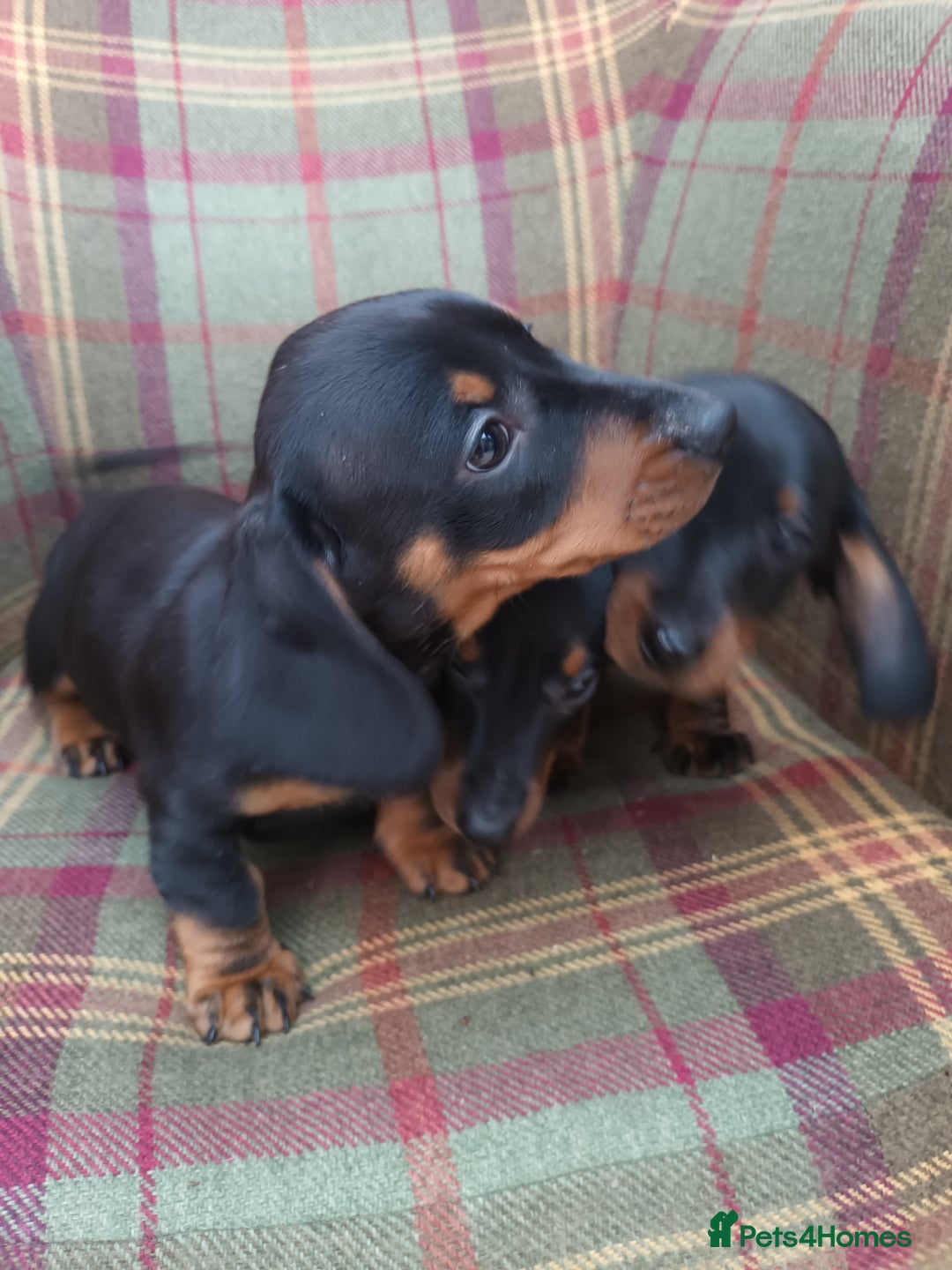 Miniature Dachshund dogs for sale: Black and Tan Miniature Dachshund Puppies 3 Boys - Advert 8