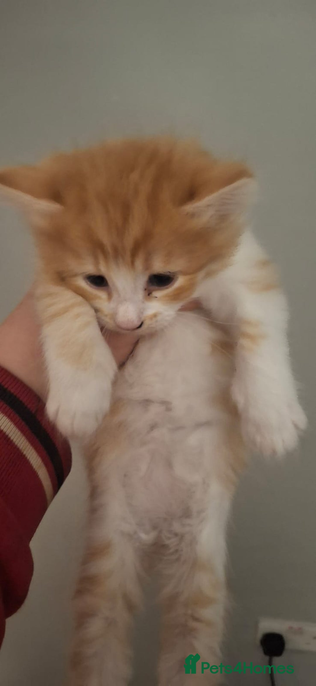Mixed Breed cats for sale: 2 ginger and white males left  - Image 3