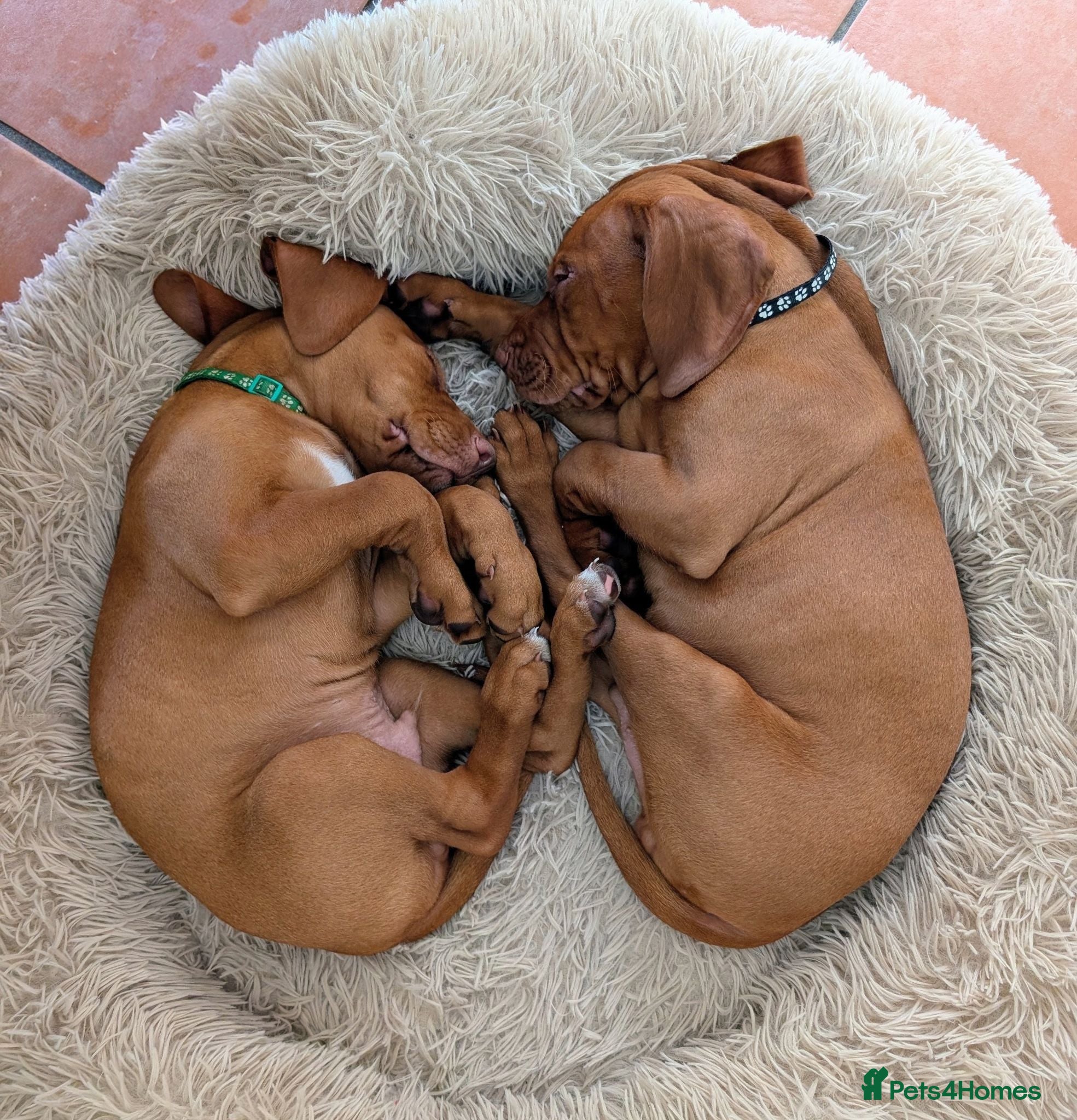 Hungarian Vizsla dogs *KC VISZLA PUPPIES *only 3 boys left - Advert 4