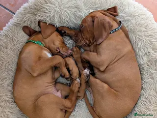 Hungarian Vizsla dogs *KC VISZLA PUPPIES *only 3 boys left - Advert 4