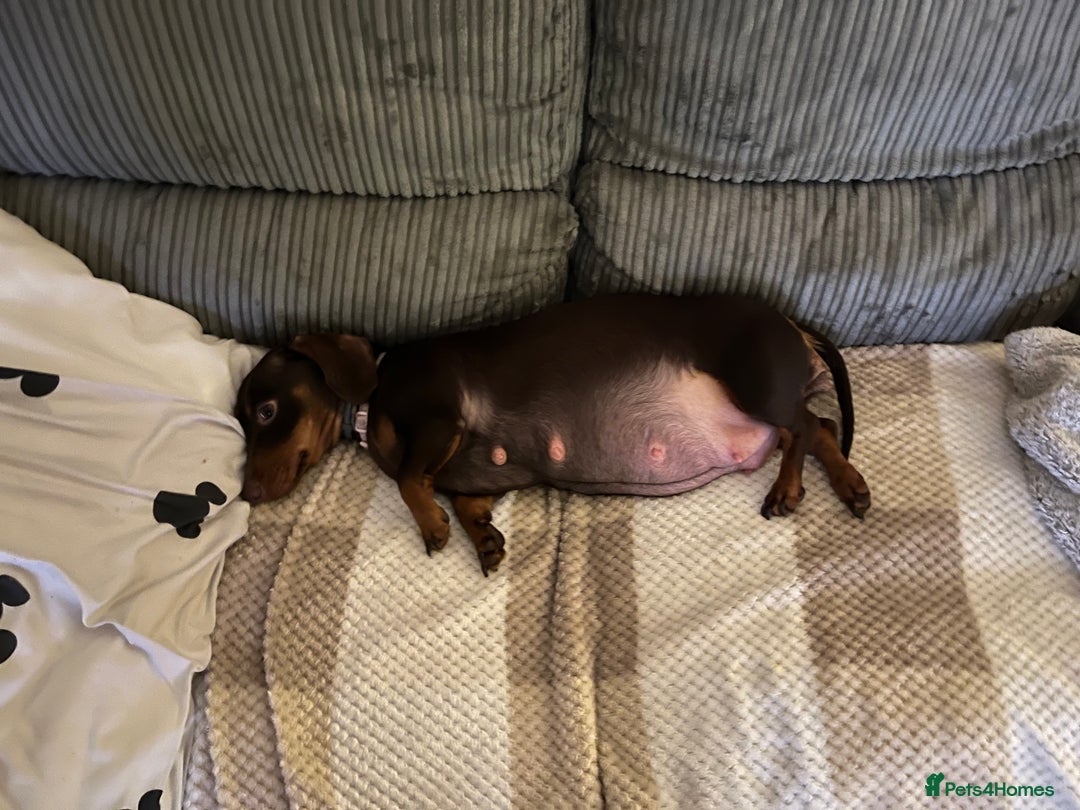 Miniature Dachshund dogs for sale: Four beautiful mini daushunds for sale - Advert 14