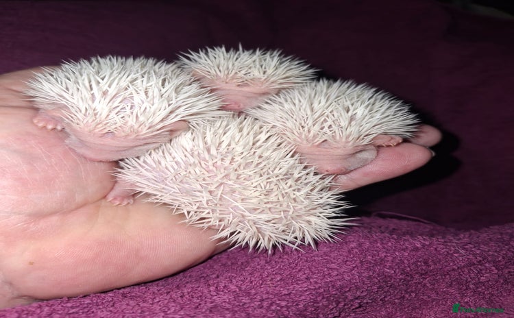 Pygmy Hedgehog rodents - Advert 1