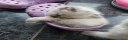 Ragdoll cats for sale: Beautiful loving ragdoll kittens - Advert 4