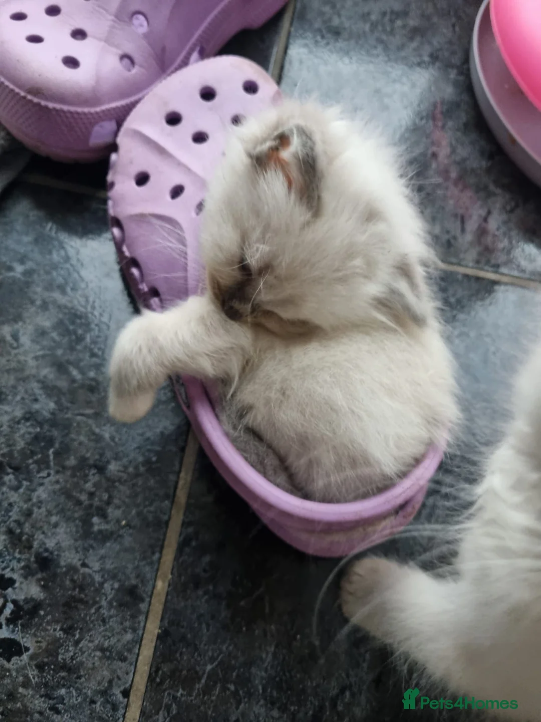 Ragdoll cats for sale: Beautiful loving ragdoll kittens - Advert 2