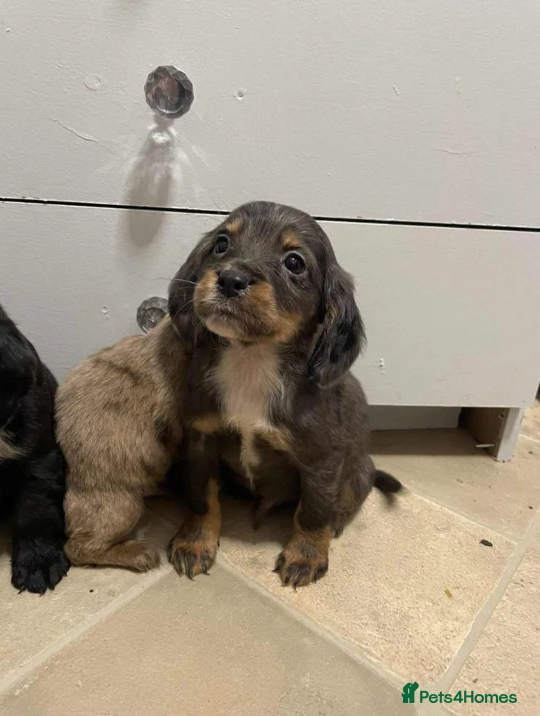 Cocker Spaniel dogs for sale: Beautiful Cockers - Advert 11