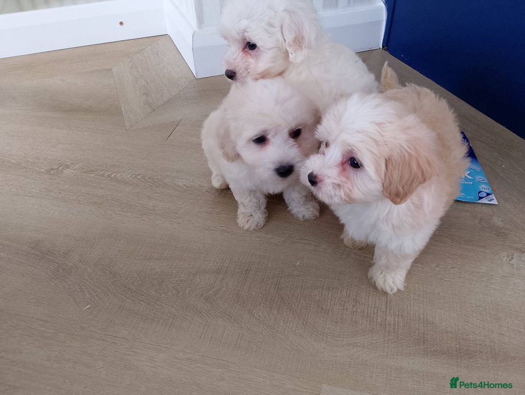 Maltipoo dogs for sale: Maltipoo puppies boy and girl available  - Image 29