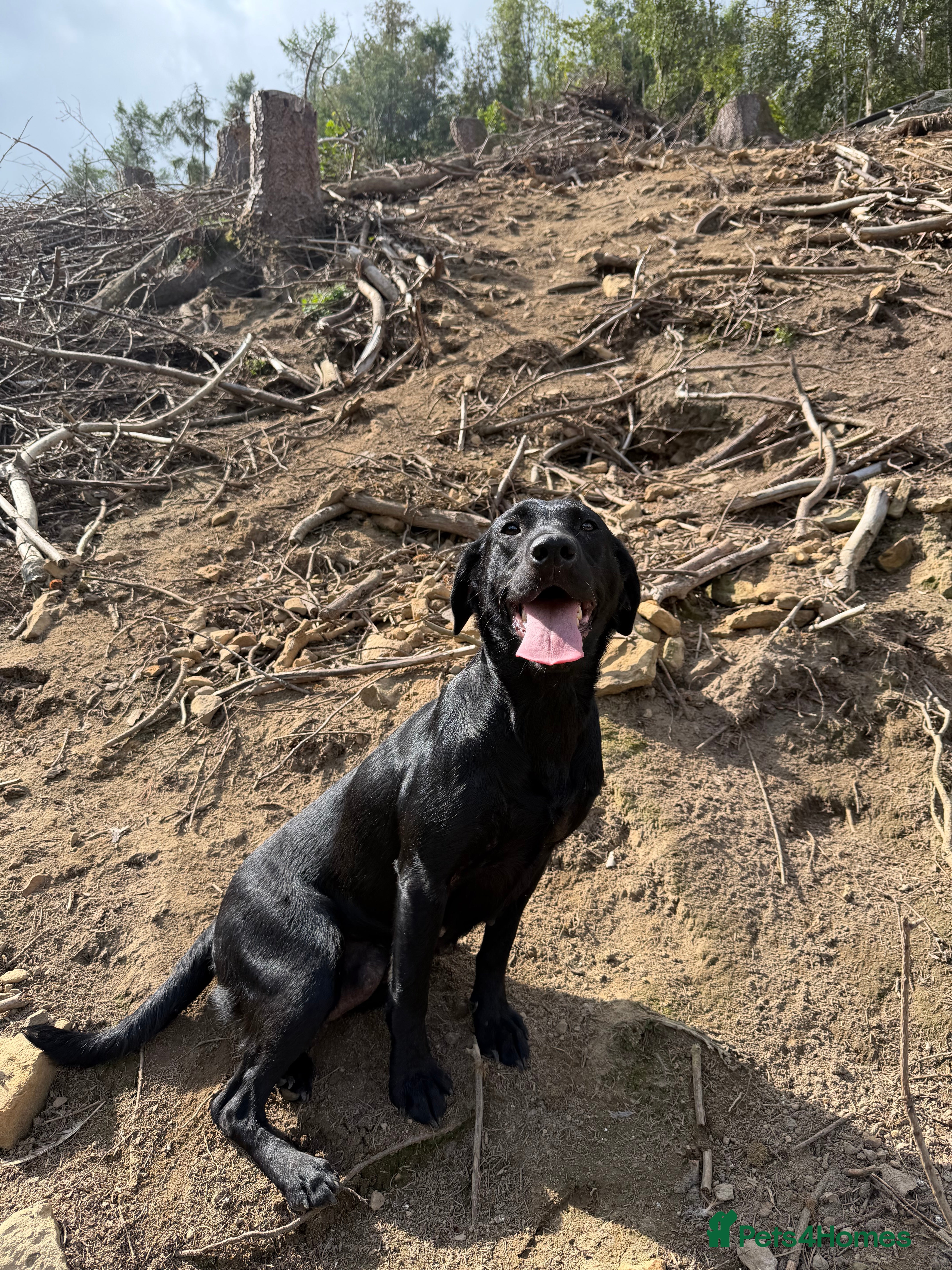 Labrador Retriever dogs Dark Yellow/ Red Labrador Dog  - Advert 1