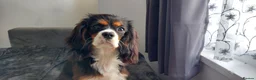 Cavalier King Charles Spaniel dogs for stud: Cavalier King Charles Spaniel – For Stud – Kent - Advert 3