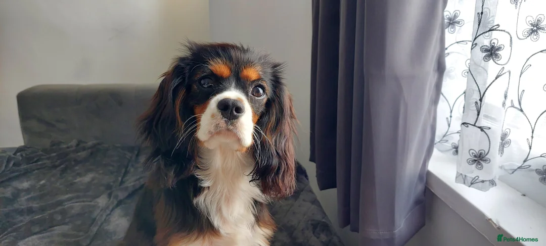 Cavalier King Charles Spaniel dogs for stud: Cavalier King Charles Spaniel – For Stud – Kent - Advert 3