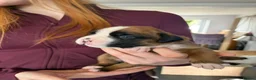 Boxer dogs for sale: Beautiful, KC registerd boxer puppies for sale in Canvey Island - Advert 24