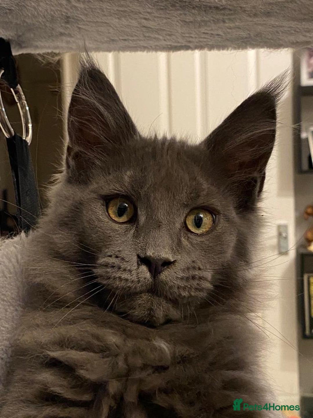 Maine Coon cats for stud: Maine Coon STUD service only - Not for sale  in Woking - Advert 2