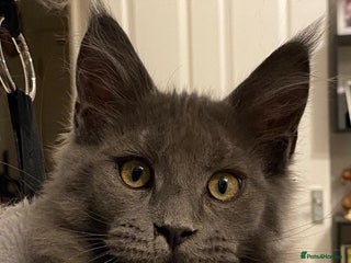 Maine Coon cats Maine Coon STUD Service Only - Not For Sale in Woking - Advert 11