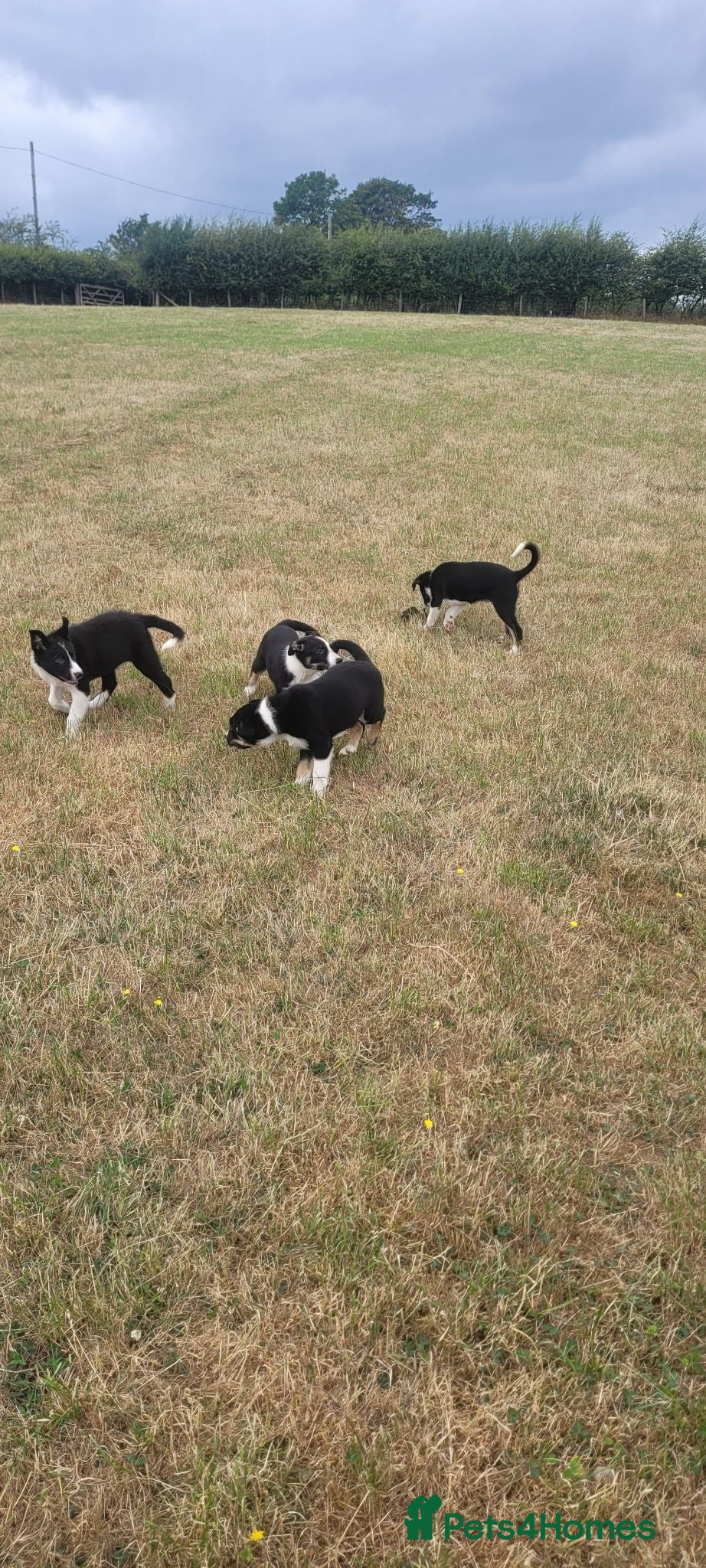 Border Collie dogs 4 border collie puppies for sale - Advert 2