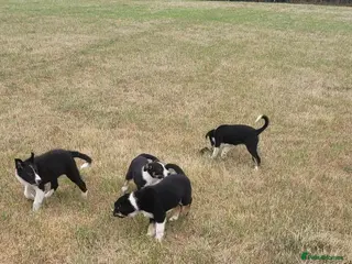 Offset Border Border Collie Puppies for sale | Pets4Homes