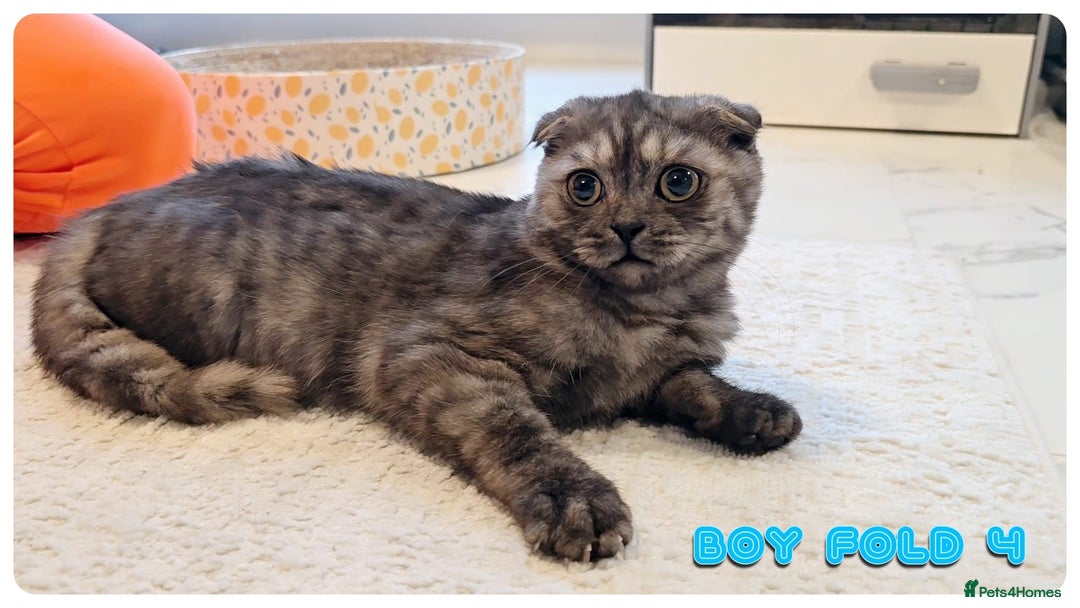 Scottish Fold cats for sale: Adorable scottish fold kittens - Image 16