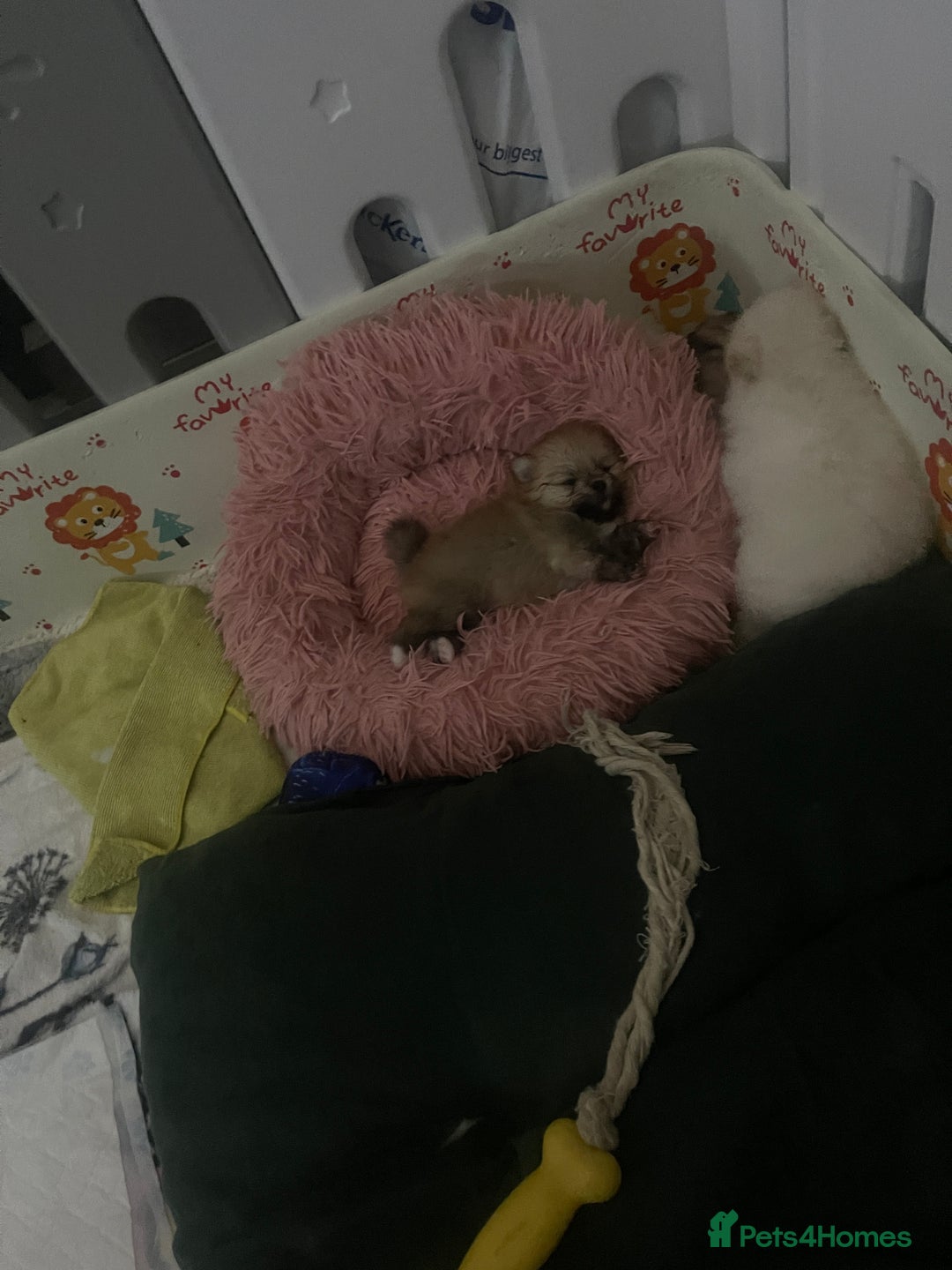 Pomeranian dogs for sale: Beautiful Pomerian Puppy’s  - Image 4