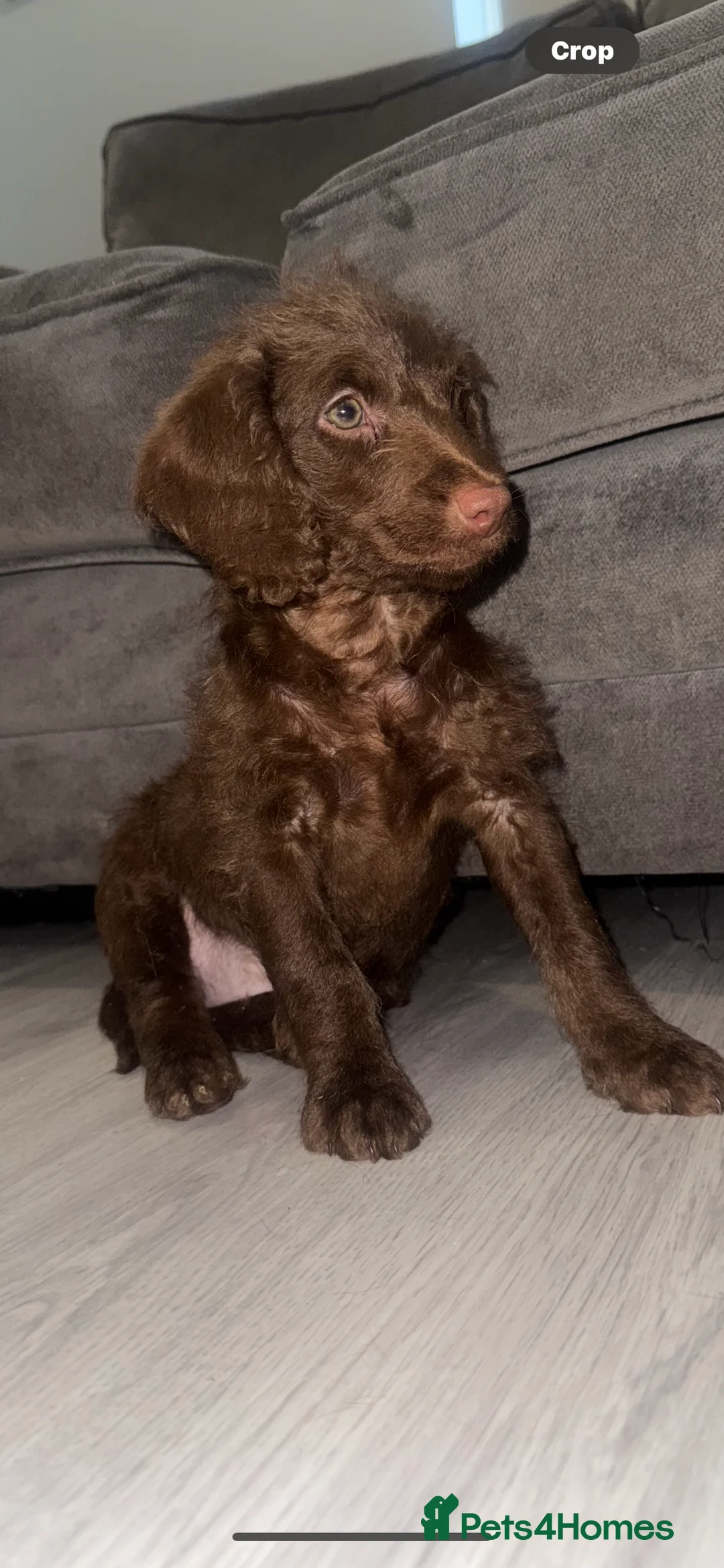 Labradoodle dogs for sale: Labradoodle puppy in Swanley - Advert 5
