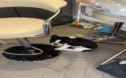 French Bulldog dogs for sale: Frenchie puppy  - Advert 4