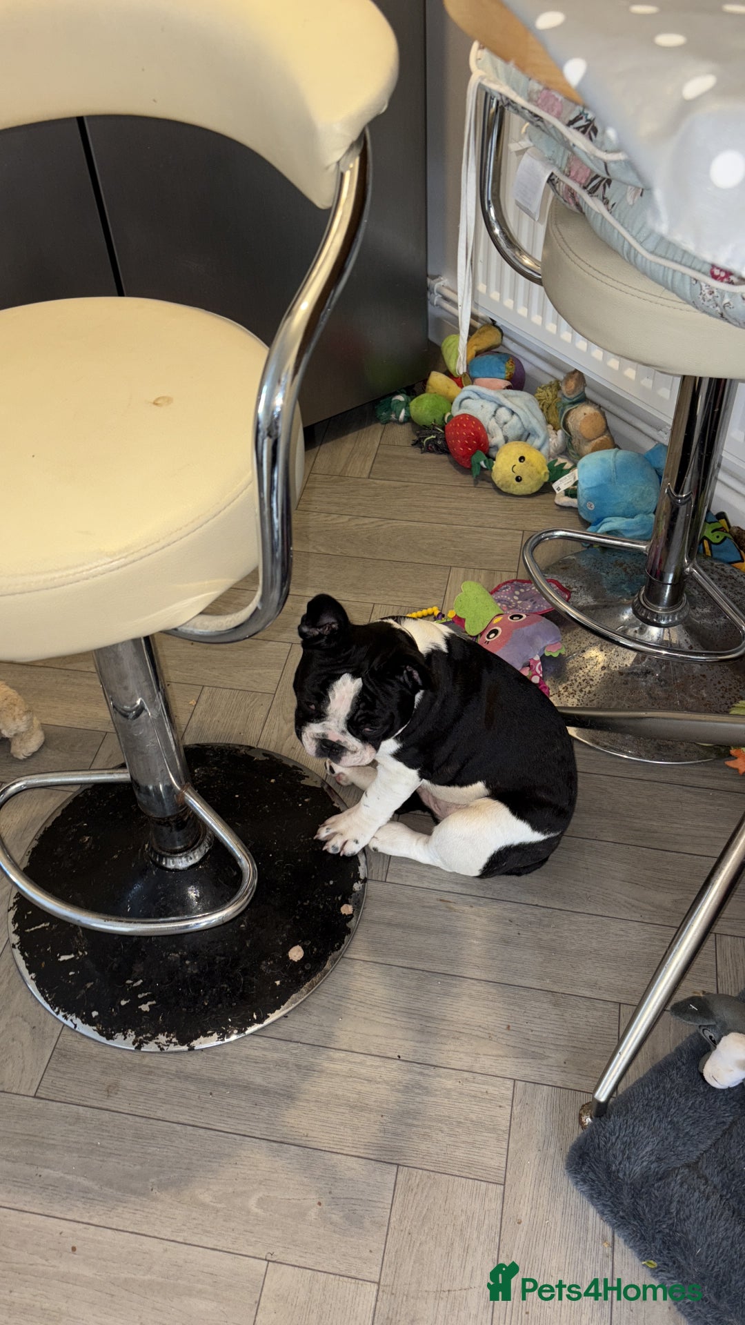 French Bulldog dogs for sale: Frenchie puppy  - Advert 4