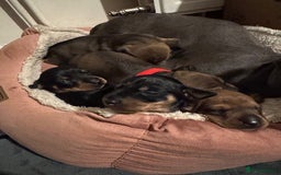 Miniature Dachshund dogs for sale: Adorable KC Reg smooth coated mini Dachshunds - Image 15