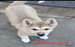 Akita dogs for sale: American akita x3  - Image 5