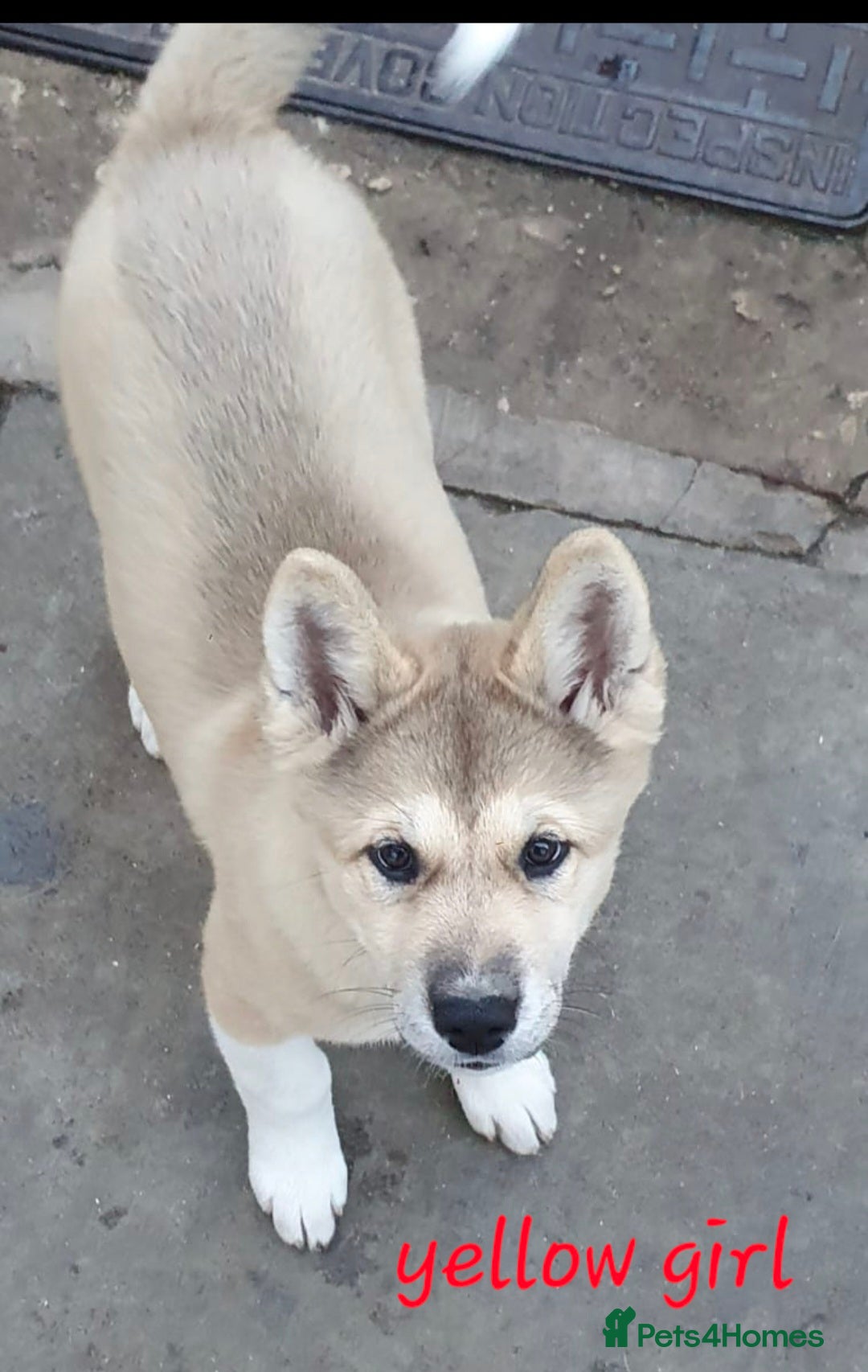 Akita dogs for sale: American akita x3  - Image 5