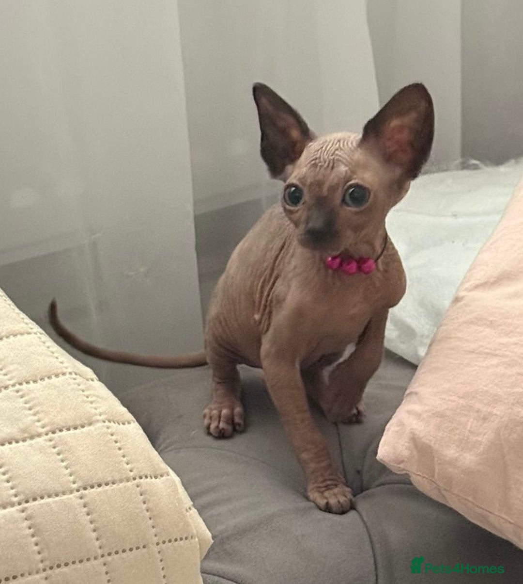 Sphynx cats for sale: Stunning Female Seal Point Canadian Sphynx Kitten - Image 6